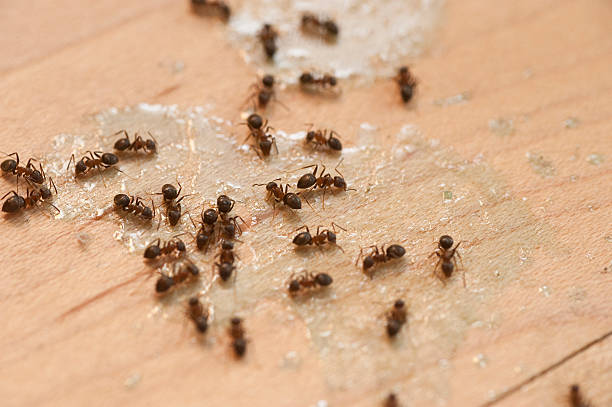 Best Cockroach Control Services  in Kendall Park, NJ