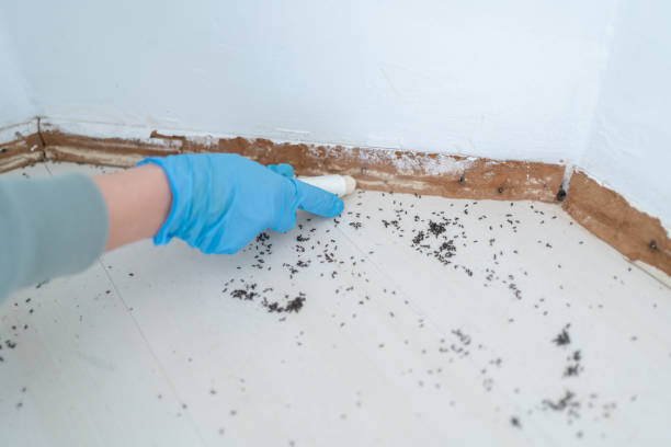 Best Pest Control Treatment  in Kendall Park, NJ